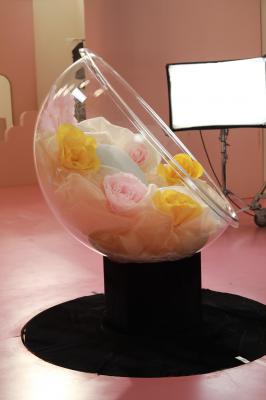 杨幂生图全集杨幂和猫