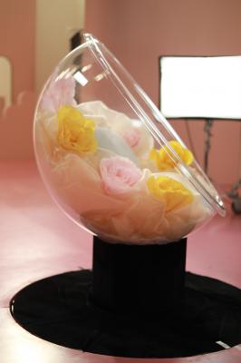 杨幂生图全集杨幂和猫