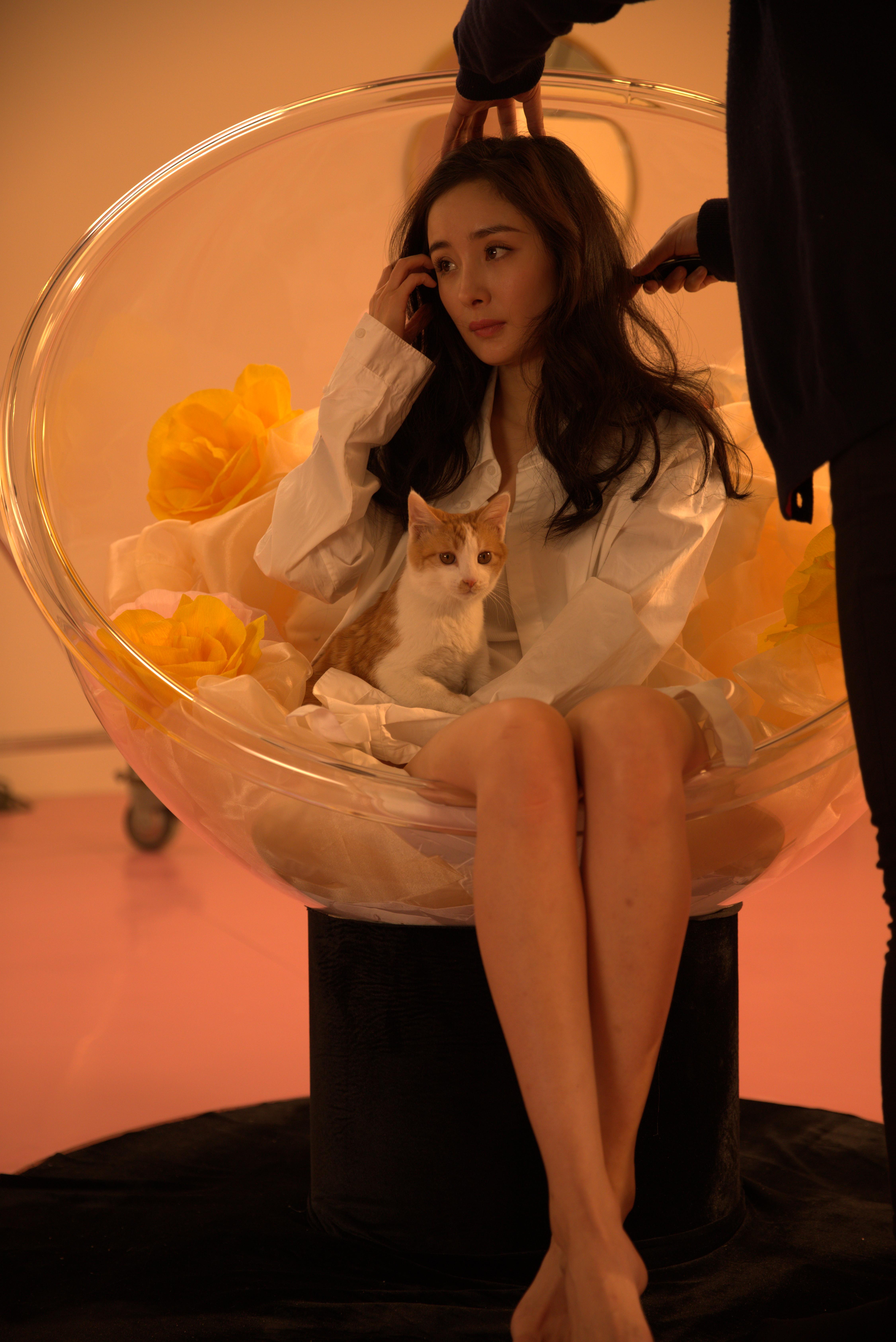 明星杨幂和猫cr2